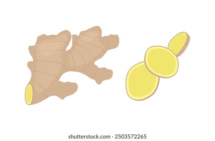 Ginger. Fresh ginger root with slices vector illustration.