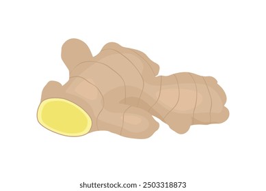 Ginger. Fresh ginger root vector illustration.