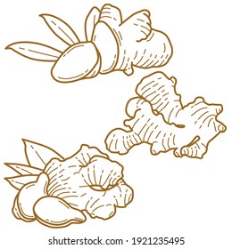 Ginger graphic illustration line art style