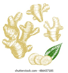 Ginger Hand Draw Sketch. Slices, Root and Ginger's Leaves. Herbal Spice. Three fresh gingers and pieces. Vector illustration for menu design