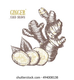 Ginger Hand Draw Sketch. Slices, Root and Ginger's Leaves. Herbal Spice. Three fresh gingers and pieces. Vector illustration for menu design