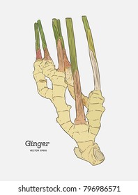 ginger, hand draw sketch vector. spice and herb concept.