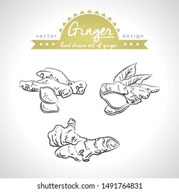 Ginger. Hand drawn collection of vector sketch detailed Ginger. Isolated	
