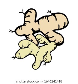 Ginger hand drawn illustration vector sign and symbol on outline and coloring style 