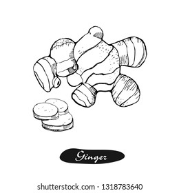 Ginger hand drawn vector illustration.Detailed retro style sketch.Kitchen herbal spice and food ingredient.Root, ginger pieces .