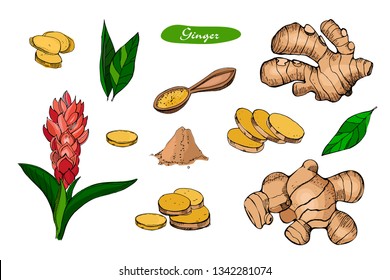 Ginger hand drawn vector illustration.Detailed colorful style sketch.Kitchen herbal spice and food ingredient.Ginger flower,powder, leaves, root and pieces .