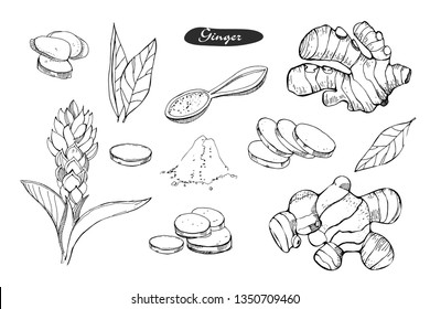 Ginger hand drawn vector illustration.Detailed colorful style sketch.Kitchen herbal spice and food ingredient.Ginger flower,powder, leaves, root and pieces .