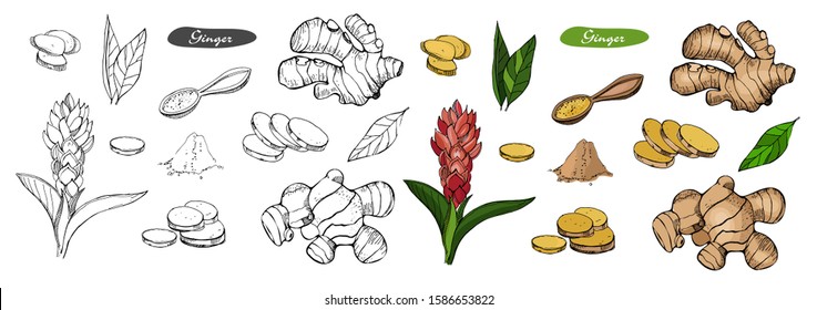 Ginger hand drawn vector