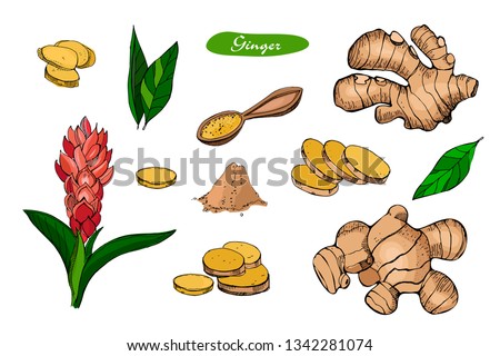 Ginger hand drawn vector illustration.Detailed colorful style sketch.Kitchen herbal spice and food ingredient.Ginger flower,powder, leaves, root and pieces .