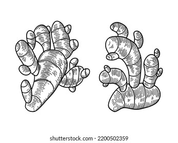 Ginger. Hand drawn vector illustrations.