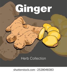 Ginger herb collection editable scalable 