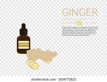 ginger herb for extracted oil in medical treatment vector isolated on transparency background 