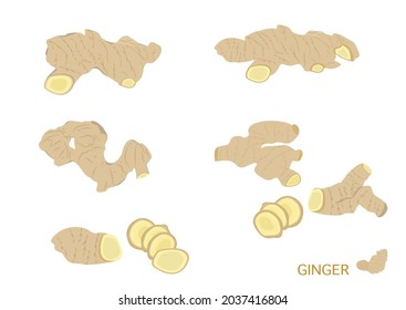 ginger herb object for medical treatment vector isolated on white background ep06