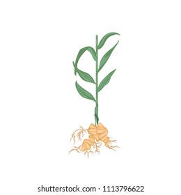 Ginger herb plant vector isolated  on white