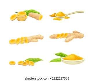 Ginger herbal plant set. Sliced root and dried powder vector illustration