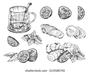 Ginger herbal tea with lemon and mint in transparent glass cup, realistic sketch vector illustration. Ingredients for ginger hot winter drink recipe, isolated on white background. Vintage ink drawing.