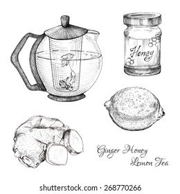 Ginger honey lemon tea ink sketches set. Isolated. Hand drawn outline style.
