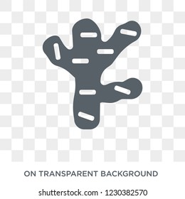 Ginger icon. Ginger design concept from Fruit and vegetables collection. Simple element vector illustration on transparent background.