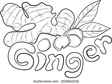 Ginger illustration design for packaging, brochure, leaflet, books, t-shirt and bag.