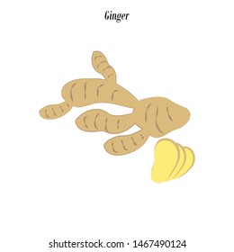 Ginger illustration on the white background. Vector illustration