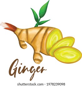 Ginger illustration water colour cut open slice ingredient tea flavour
