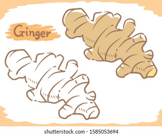 Ginger isolated on white. Vector illustration.	