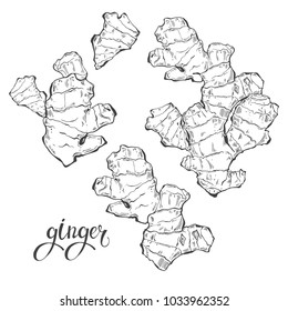 Ginger, Isolated Vector Elements On A White Background. Contour Drawing, Sketch.