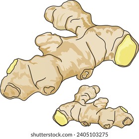 Ginger isolated vector on white background