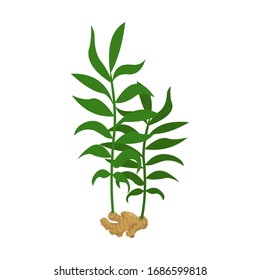 Ginger and leaf body with a white background. Vector illustration