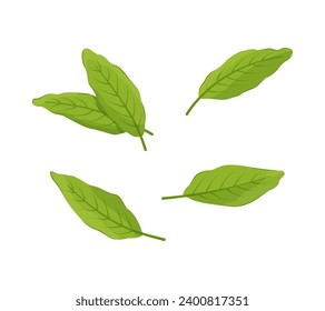Ginger leaf set in cartoon style, vector illustration isolated on white background.