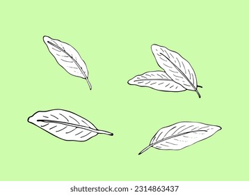 Ginger leaf set in hand-drawn sketch style, vector illustration isolated on light background.