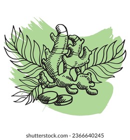ginger with leaves hand drawing isolated  vector illustration 