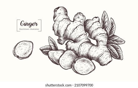 Ginger with leaves in vintage engraving style. Sliced ginger root. Vector Hand Drawn. Sketch Botanical Illustration. Eco healthy food. Superfood. Menu design, restaurant, shop