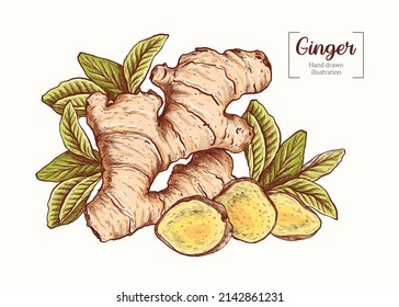 Ginger with leaves in vintage engraving style. Sliced ginger root. Vector Hand Drawn. Sketch Botanical Illustration. Eco healthy food. Superfood. Menu design, restaurant, shop