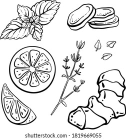 Ginger, lemon, mint, thyme. Black line sketch herbal tea set isolated on white background. Doodle hand drawn healthy food icons. Vector illustration