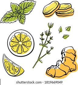 Ginger, lemon, mint, thyme. Colorful sketch collection of herbs and spices isolated on white background. Doodle hand drawn healthy food icons. Vector illustration