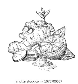 Ginger, lemon and mint vector drawing. Root, hearb leaf and fruit slice sketch. Engraved illustration with tea or lemonade ingredient, alternative medicine, flu treatment Label, icon, packaging design