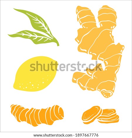 Ginger, lemon, turmeric. Roots and slices. Colorful sketch collection of herbs and spices isolated on white background. Doodle hand drawn healthy food icons. Vector illustration