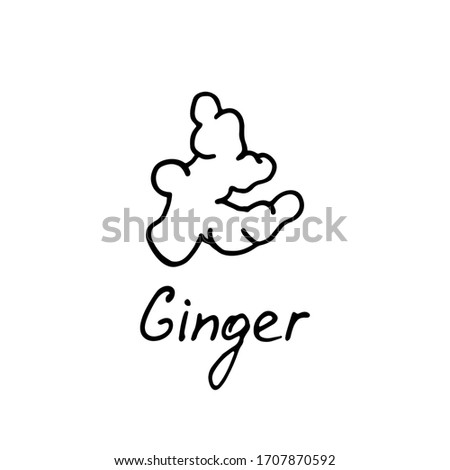 Ginger logo. Vector illustration with hand drawn ginger.
