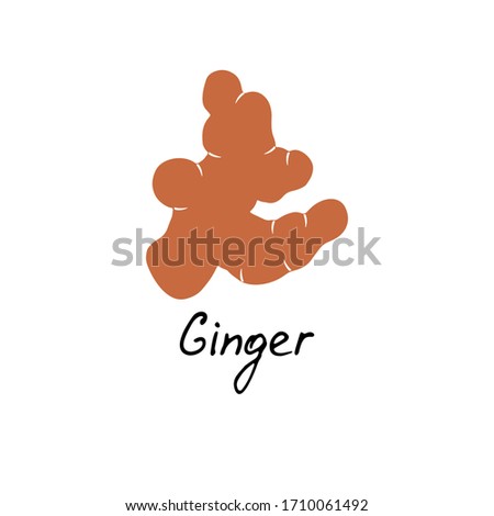 Ginger logo. Vector illustration with hand drawn ginger.
