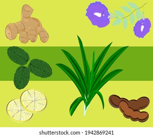 Ginger, mint, lemon, pandan, tamarind and butterfly pea flowers. Asian herbs. Vector made from plants