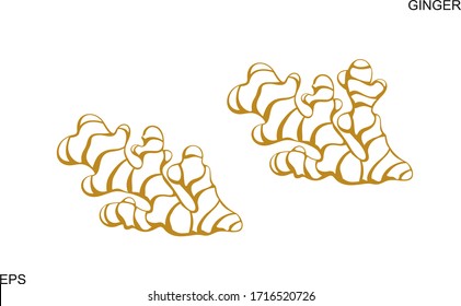 Ginger outline. Isolated ginger on white background