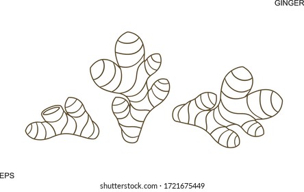 Ginger outline. Isolated ginger on white background