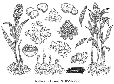 Ginger plant big set of various elements of grower, hand drawn sketch vector illustration isolated on white background. Vintage engraved style collection of ginger.