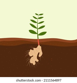 Ginger plant compost growing in soil. Leaves grown up
