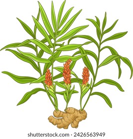 Ginger Plant with Flowers, Root and Leaves Detailed Colored Illustration.