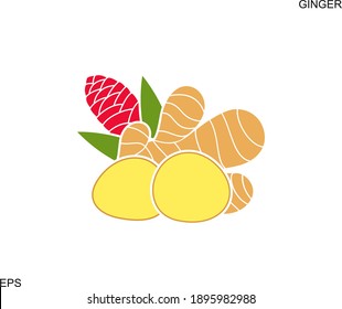 Ginger plant. Isolated ginger plant on white background