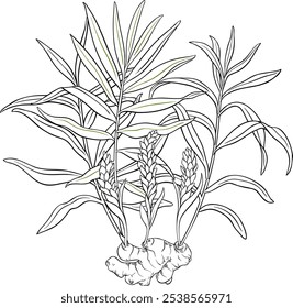 Planta De Gengibre Isolada Ilustração De Contorno.