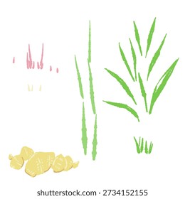 Ginger Plant Leaves and Stems Set