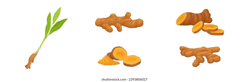 Ginger Plant with Root as Aromatic Spice Vector Set